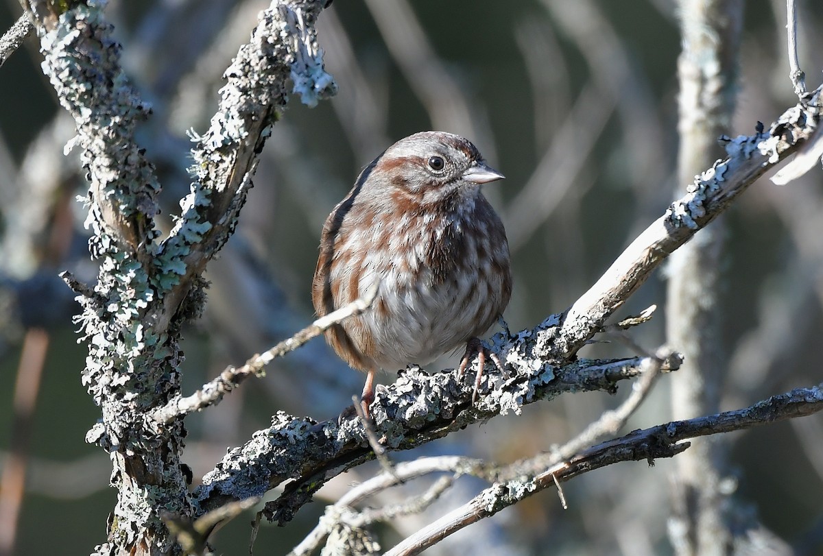 Song Sparrow - ML646115583