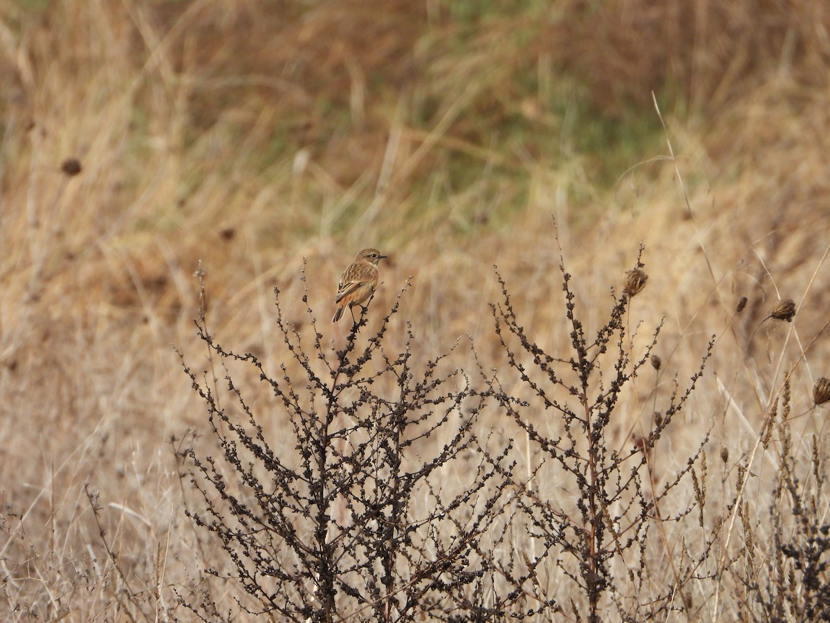 European Stonechat - ML646115588