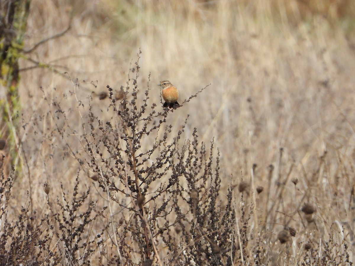 European Stonechat - ML646115589