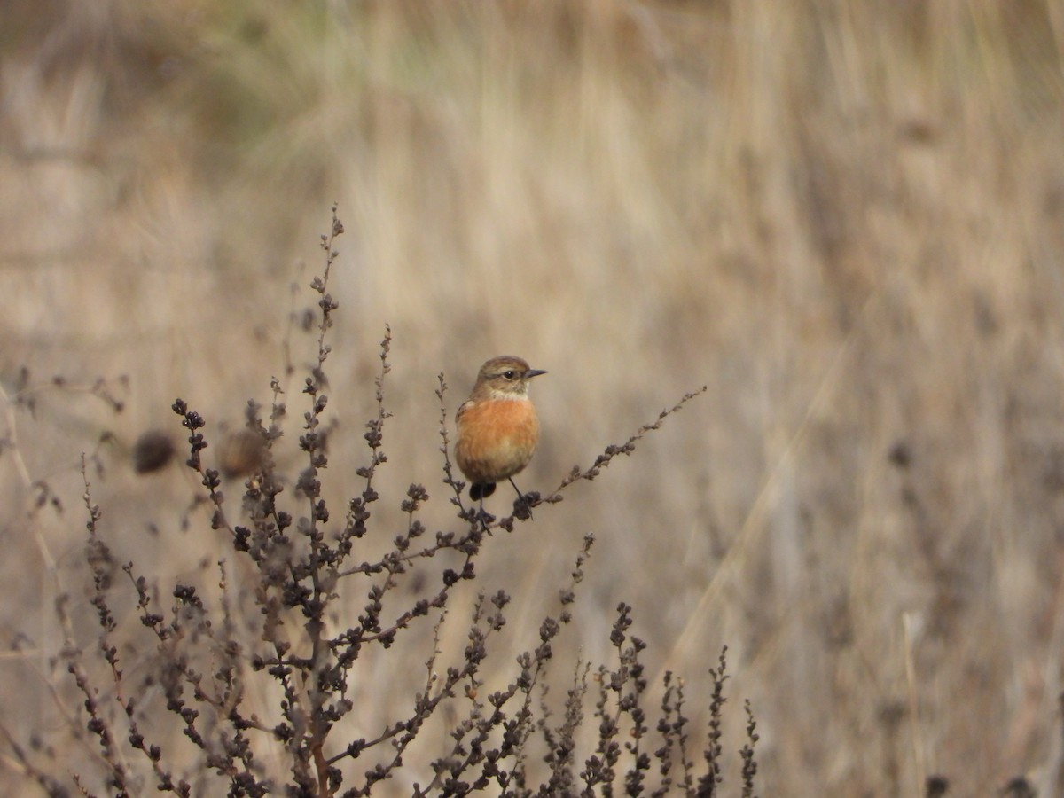 European Stonechat - ML646115590