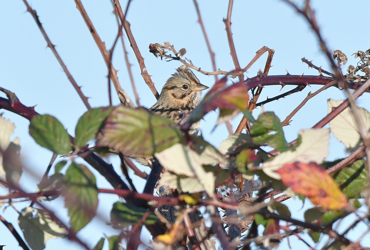 strnadec pruhohlavý - ML646115591