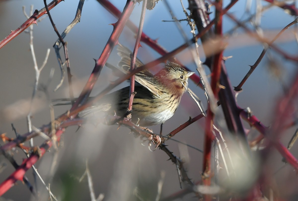 strnadec pruhohlavý - ML646115592