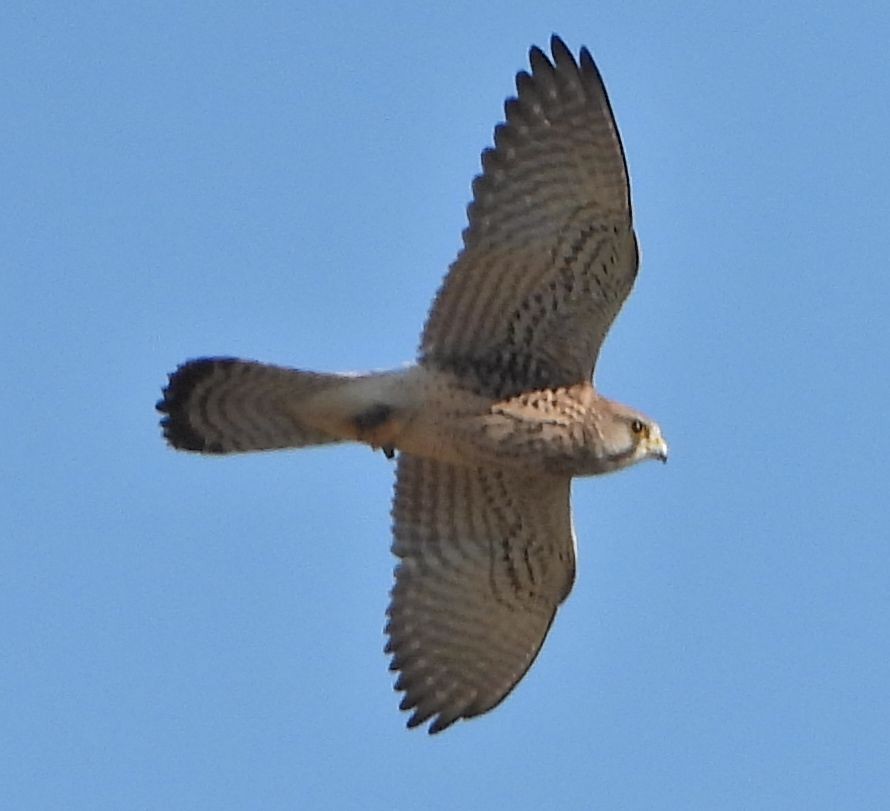 Eurasian Kestrel - ML646115594
