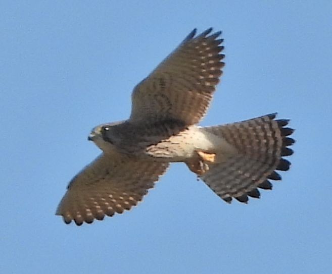 Eurasian Kestrel - ML646115595