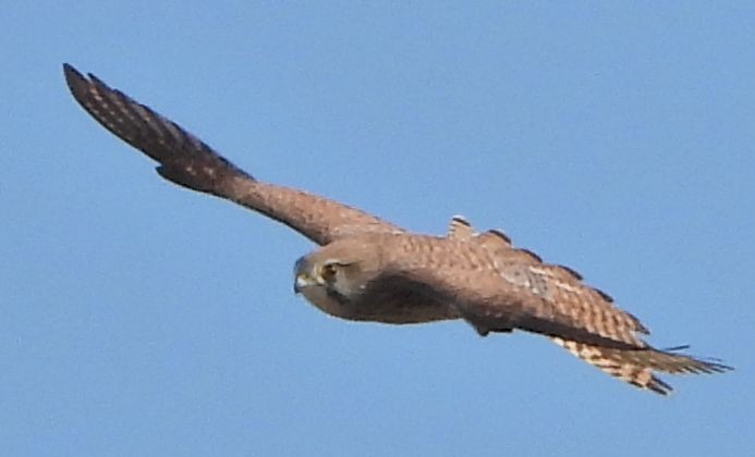 Eurasian Kestrel - ML646115596