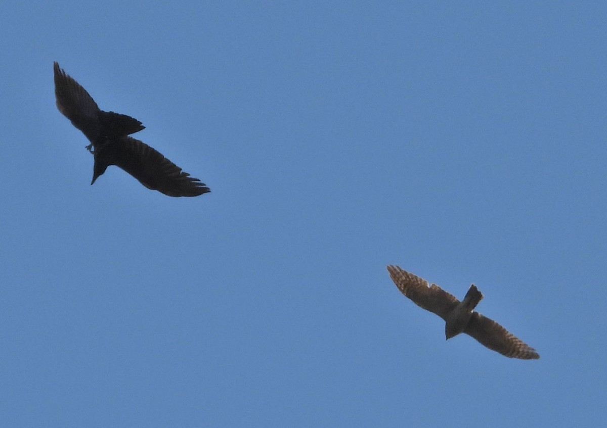 Eurasian Sparrowhawk - ML646115599