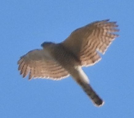 Eurasian Sparrowhawk - ML646115600