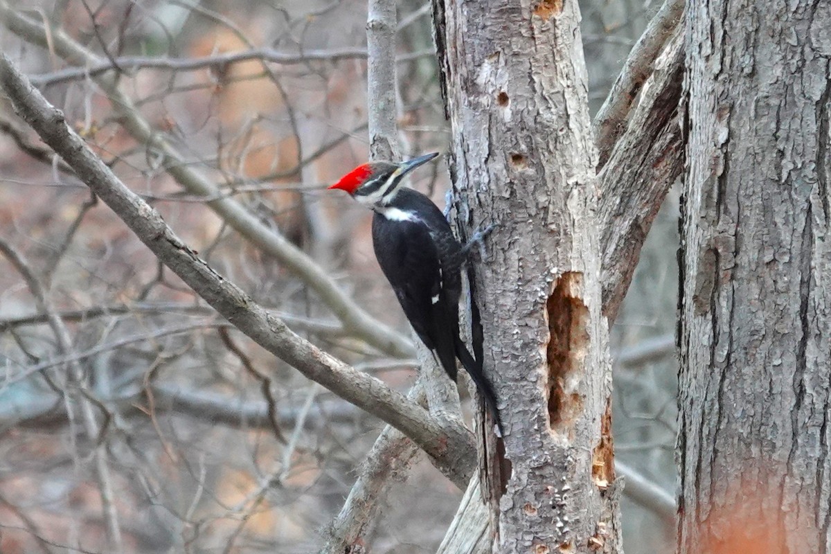 Pileated Woodpecker - ML646115603