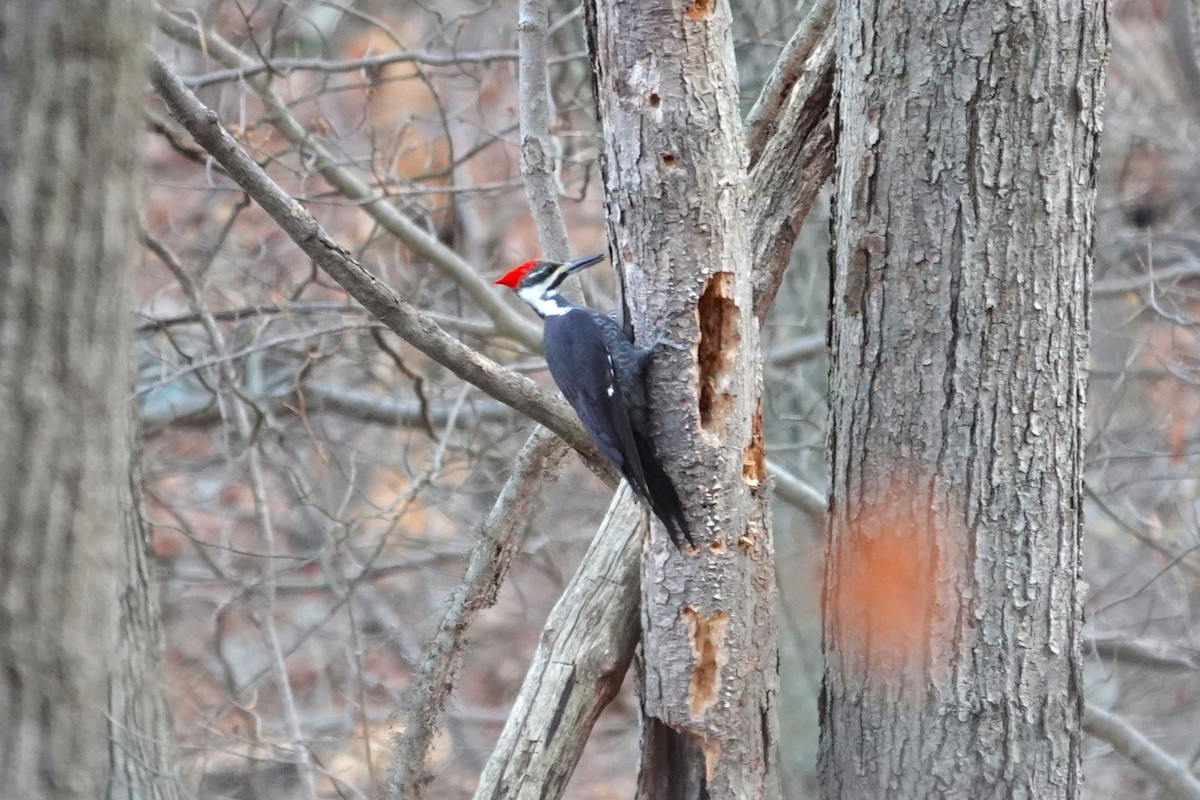 Pileated Woodpecker - ML646115604