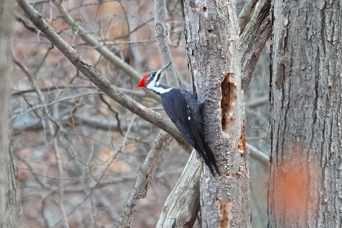 Pileated Woodpecker - ML646115605