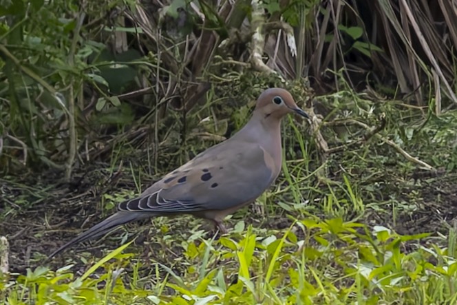 Mourning Dove - ML646115612