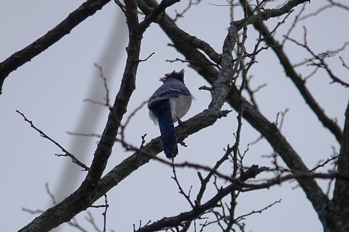 Blue Jay - ML646115615