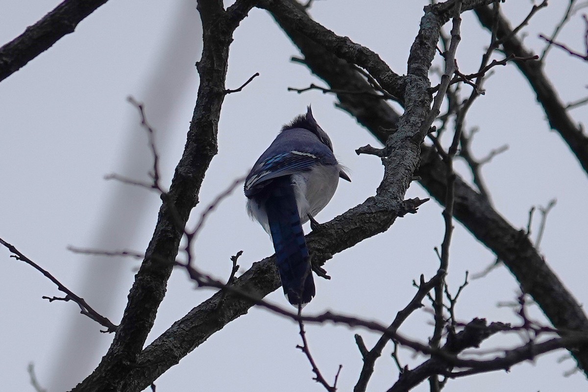Blue Jay - ML646115616