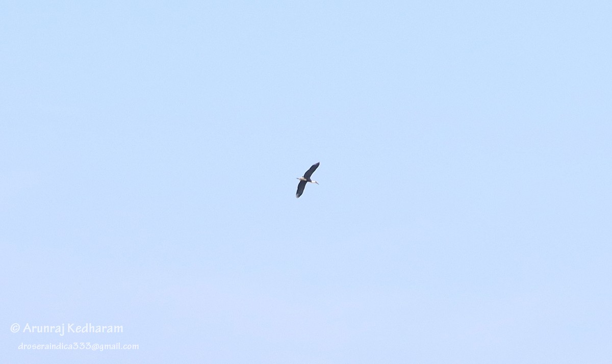 Black-headed Ibis - ML646115623