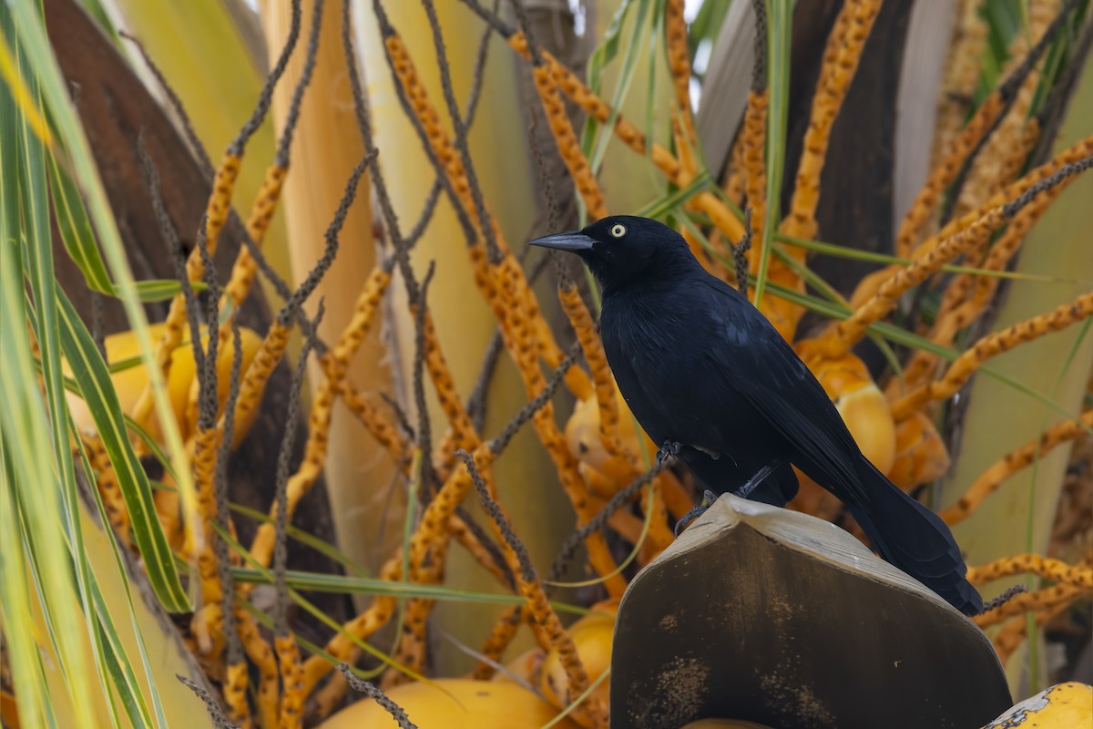 Greater Antillean Grackle - ML646115626