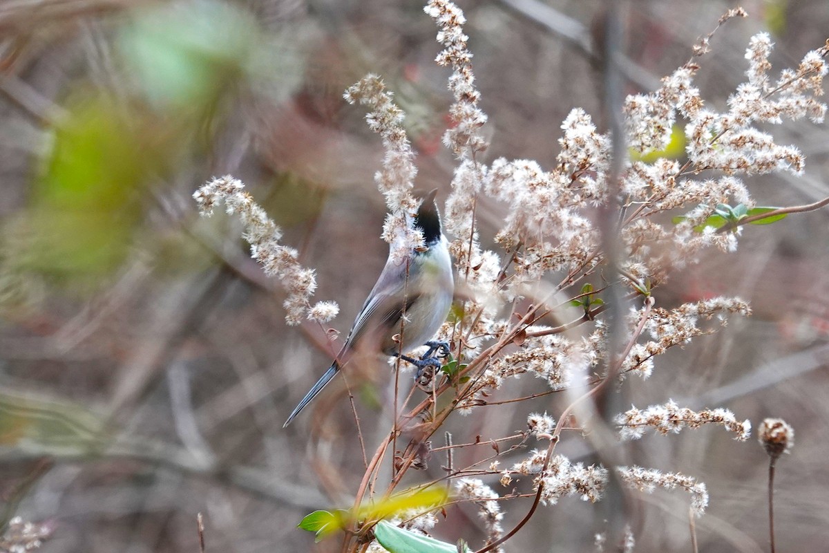 Black-capped Chickadee - ML646115644