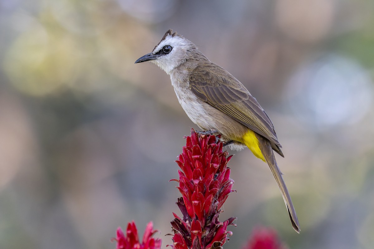 Yellow-vented Bulbul - ML646115645