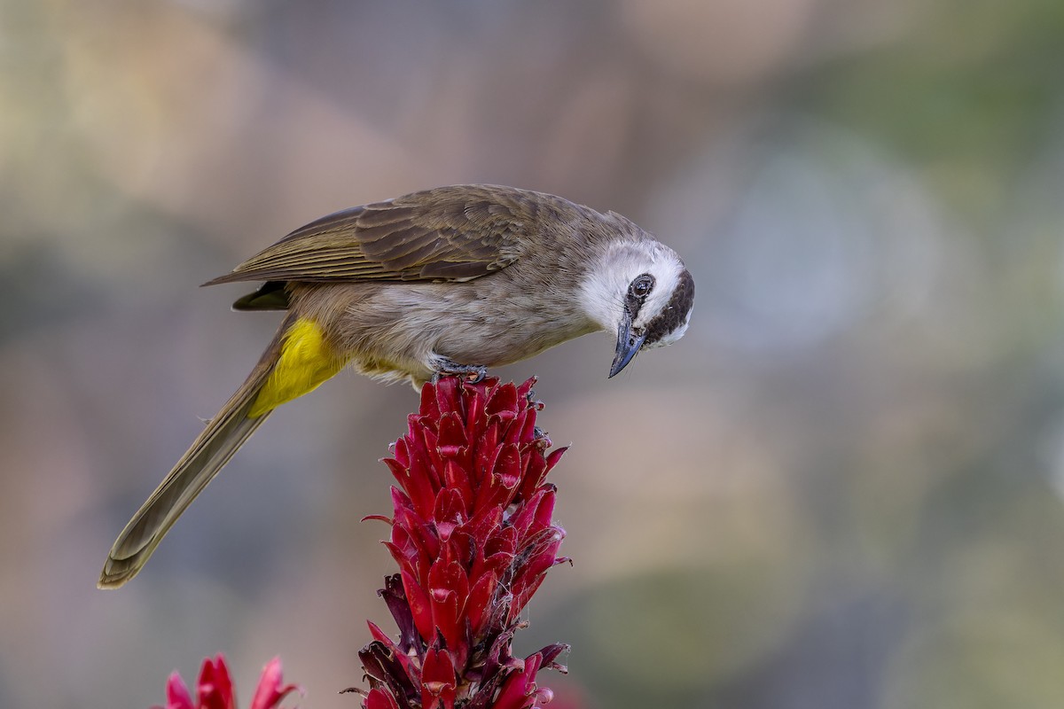 Yellow-vented Bulbul - ML646115647