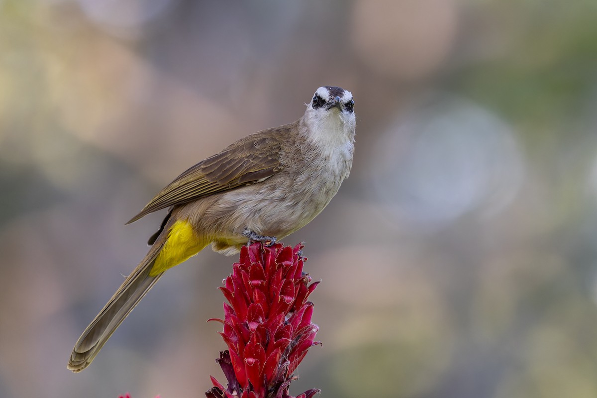 Yellow-vented Bulbul - ML646115648
