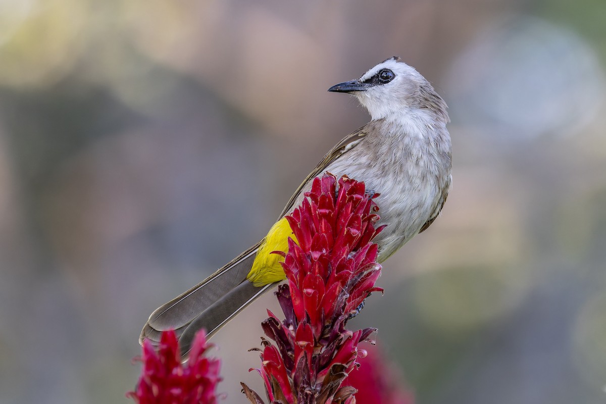 Yellow-vented Bulbul - ML646115649