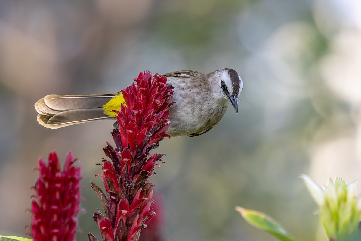 Yellow-vented Bulbul - ML646115650