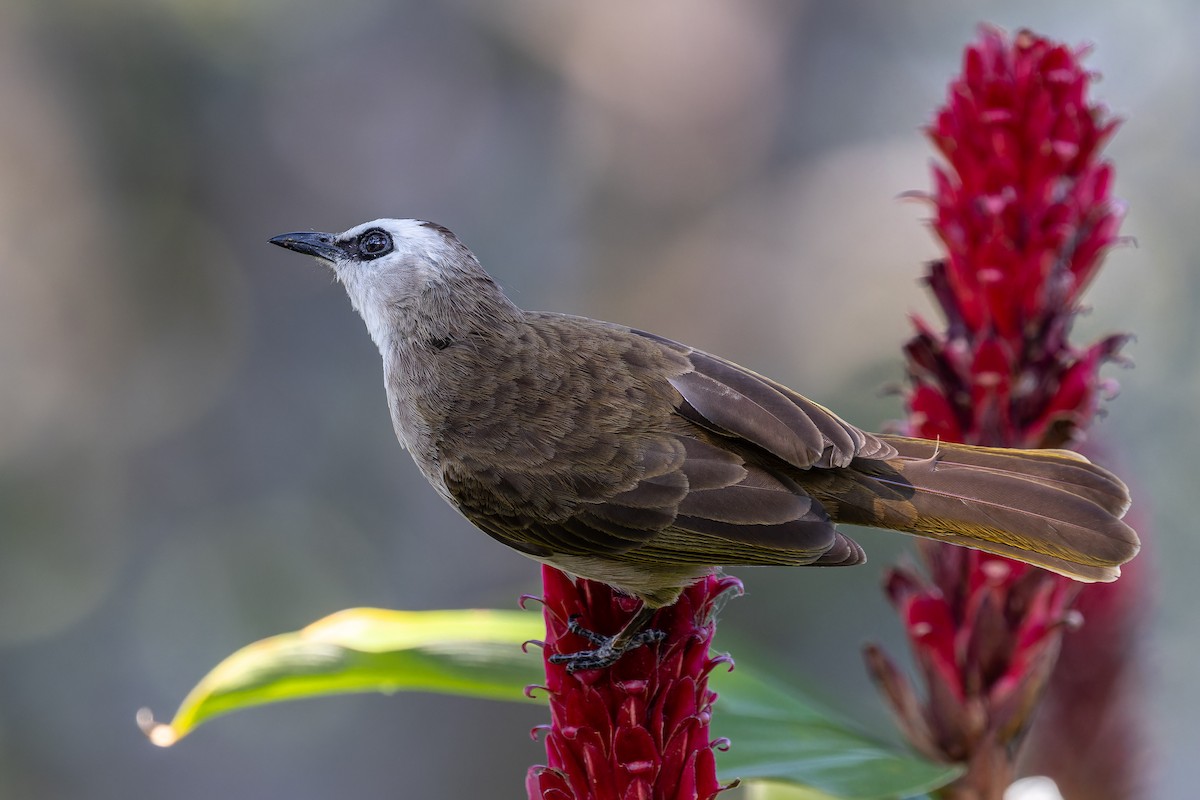 Yellow-vented Bulbul - ML646115651