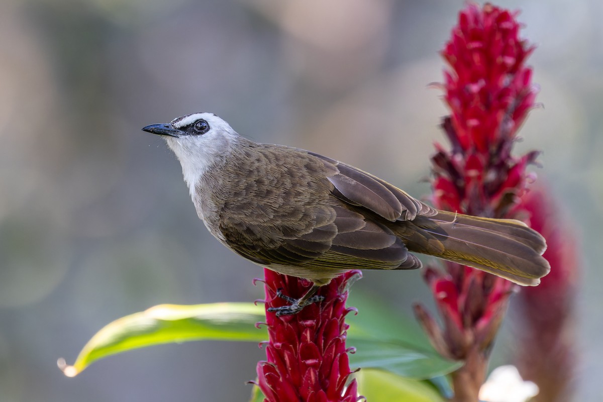 Yellow-vented Bulbul - ML646115652