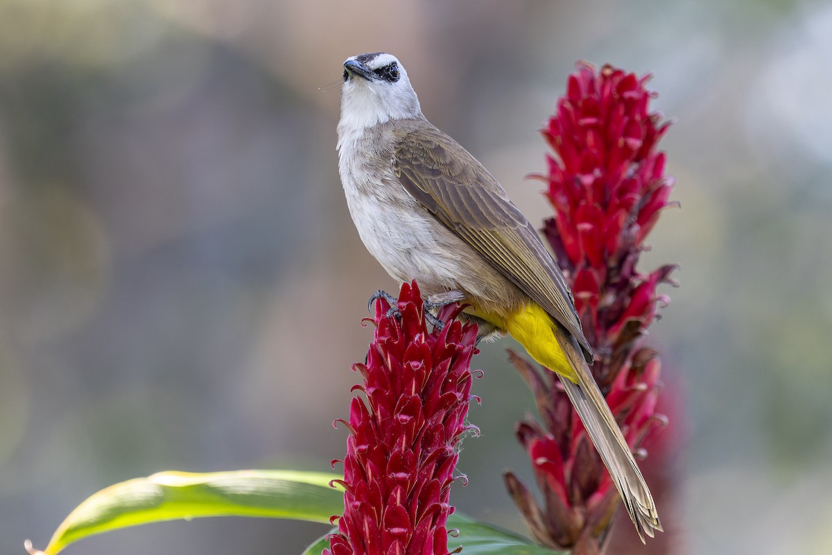 Yellow-vented Bulbul - ML646115654