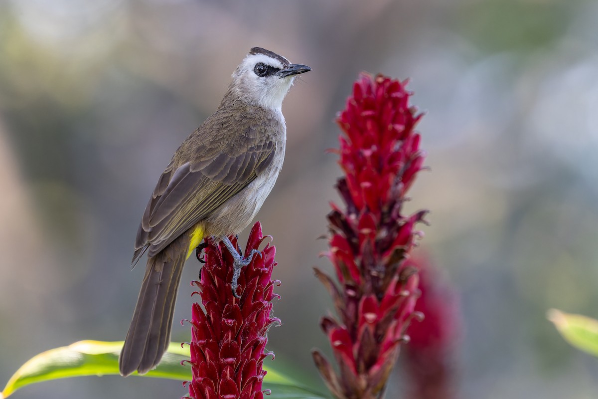 Yellow-vented Bulbul - ML646115655