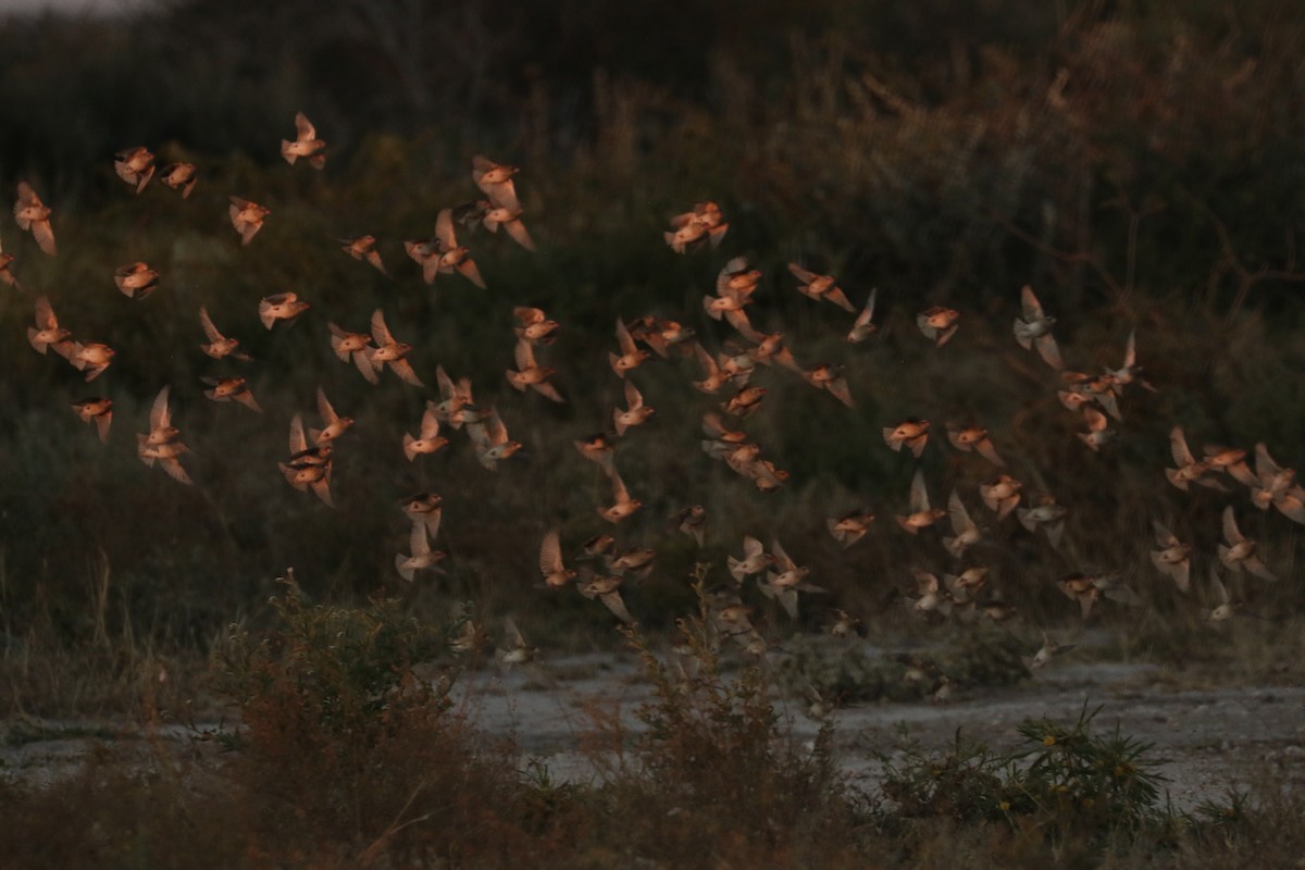 Квелія червонодзьоба - ML646115660