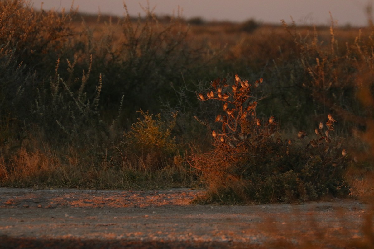 Квелія червонодзьоба - ML646115661