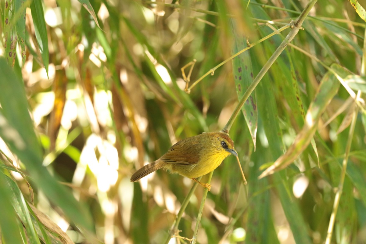 Pin-striped Tit-Babbler - ML646115664