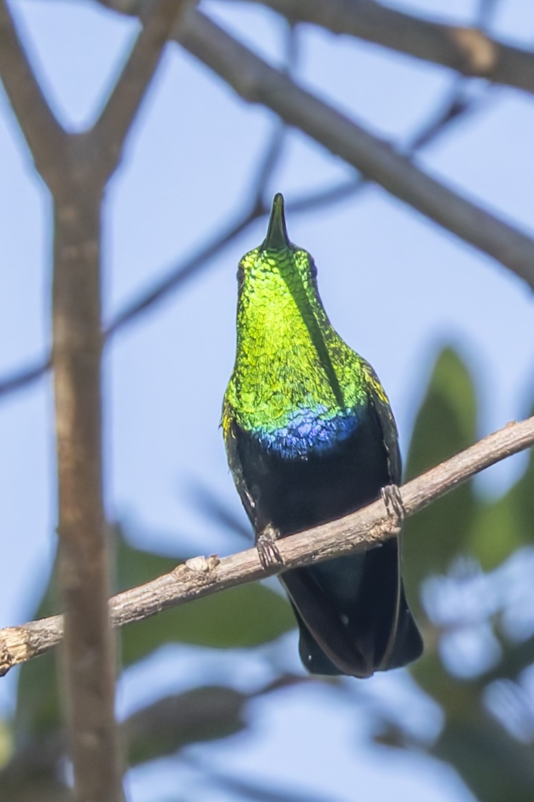 Green-throated Carib - ML646115665