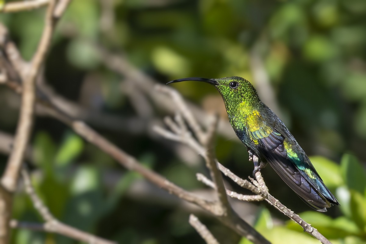 Green-throated Carib - ML646115666