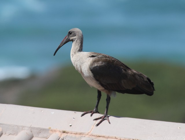 Hadada Ibis - ML646115667