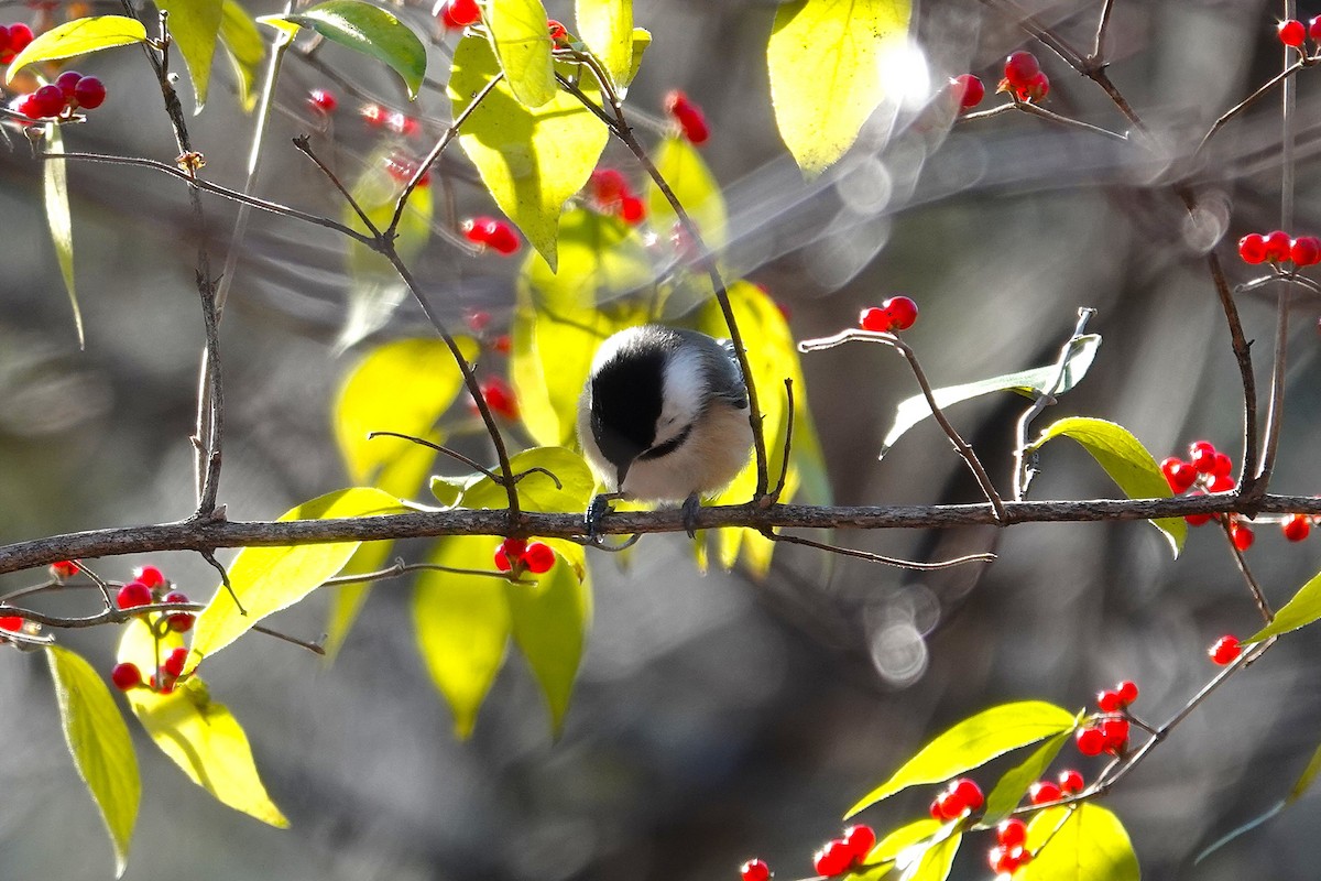 Black-capped Chickadee - ML646115671