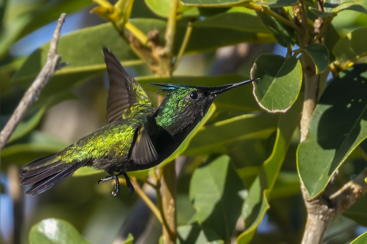 Antillean Crested Hummingbird - ML646115672