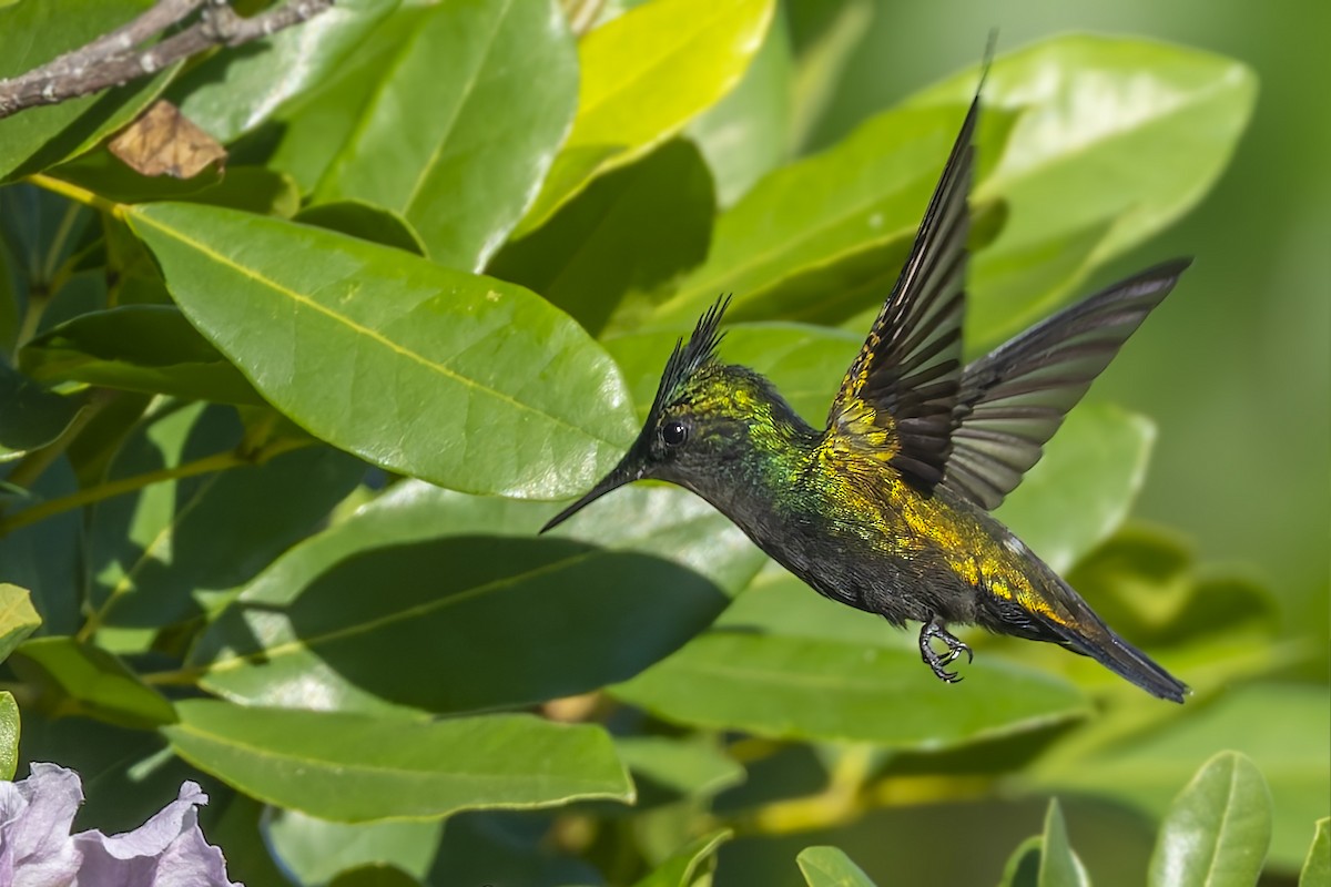 Antillean Crested Hummingbird - ML646115673