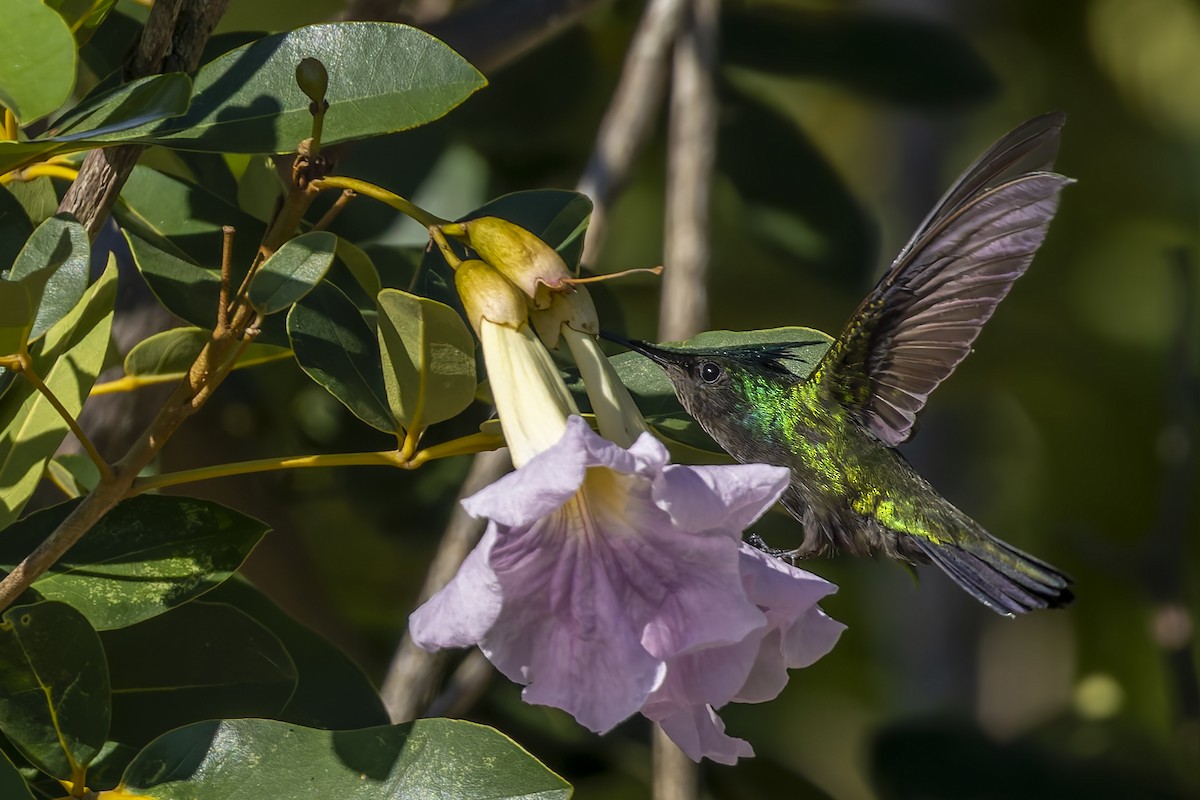 Antillean Crested Hummingbird - ML646115674