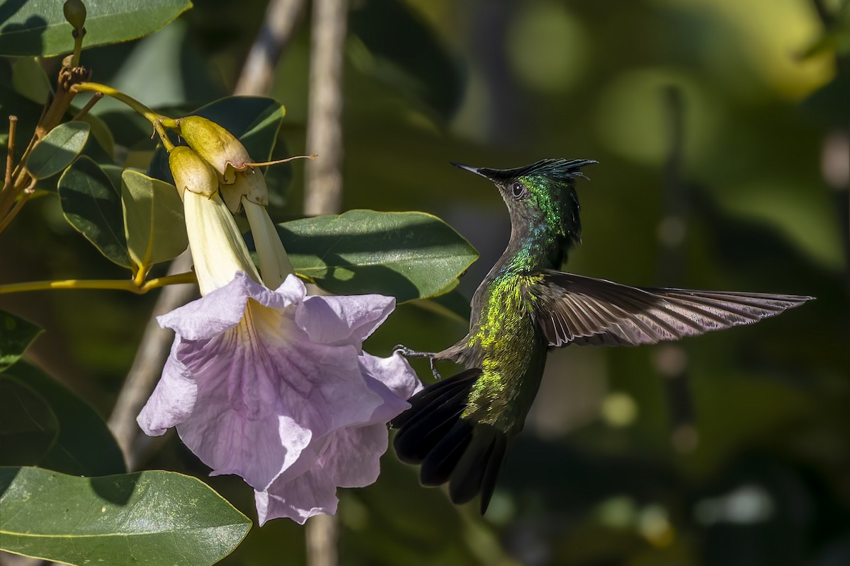 Antillean Crested Hummingbird - ML646115675
