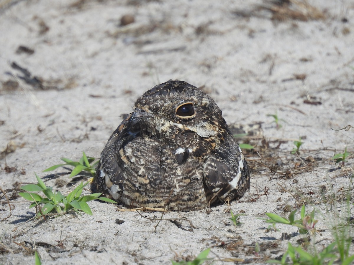 Square-tailed Nightjar - ML646115676