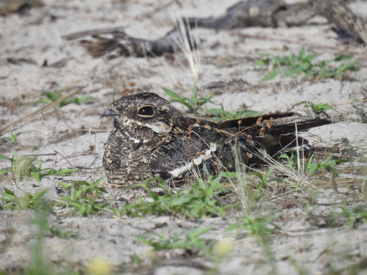 Square-tailed Nightjar - ML646115679