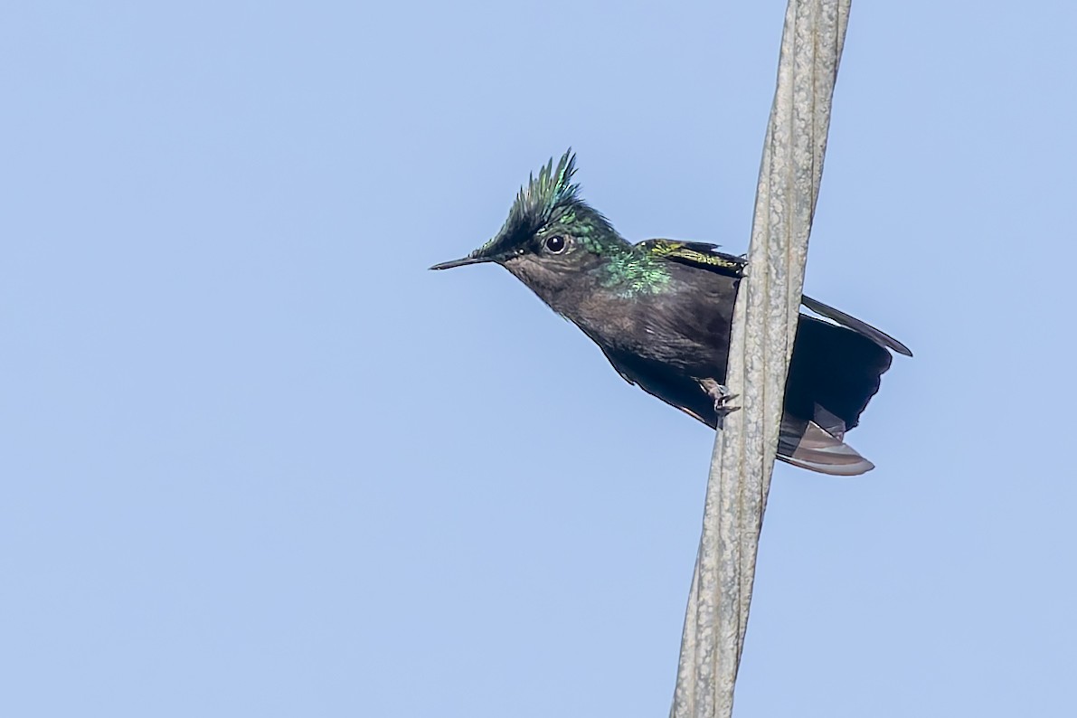 Antillean Crested Hummingbird - ML646115681