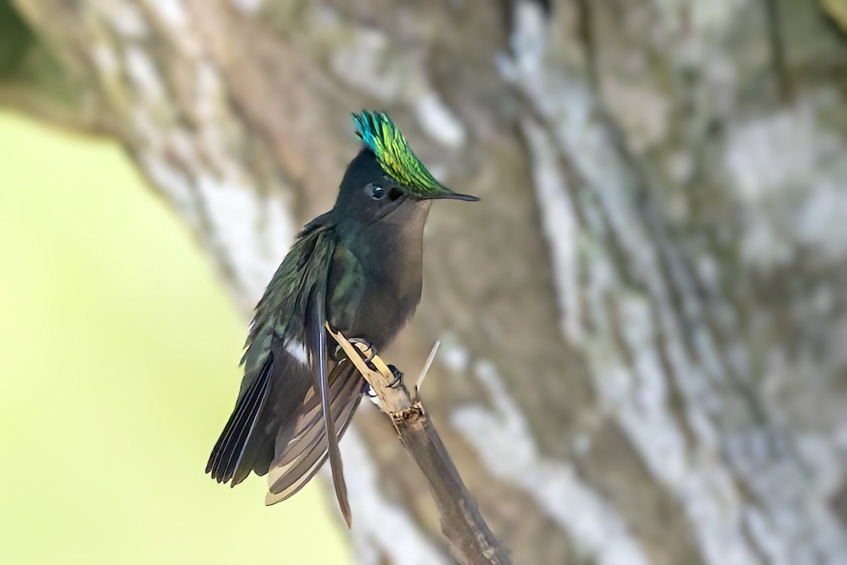 Antillean Crested Hummingbird - ML646115682