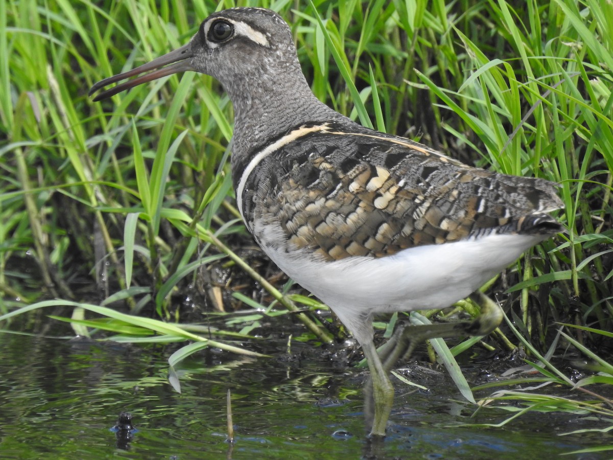 Greater Painted-Snipe - ML646115683