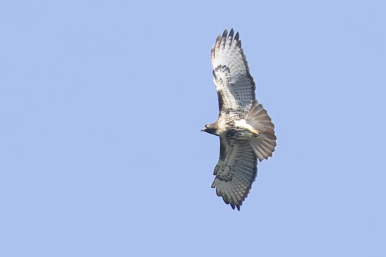 Red-tailed Hawk - ML646115690