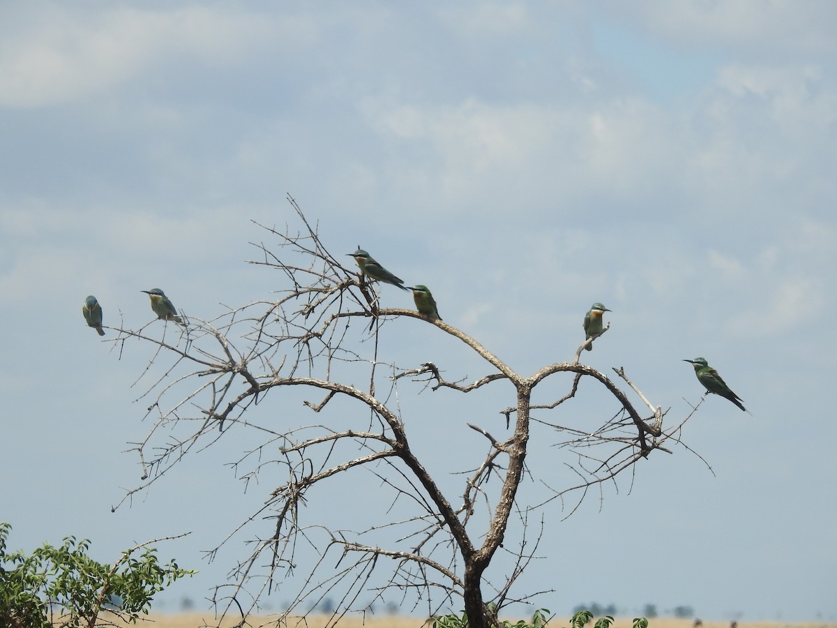 Blue-cheeked Bee-eater - ML646115692