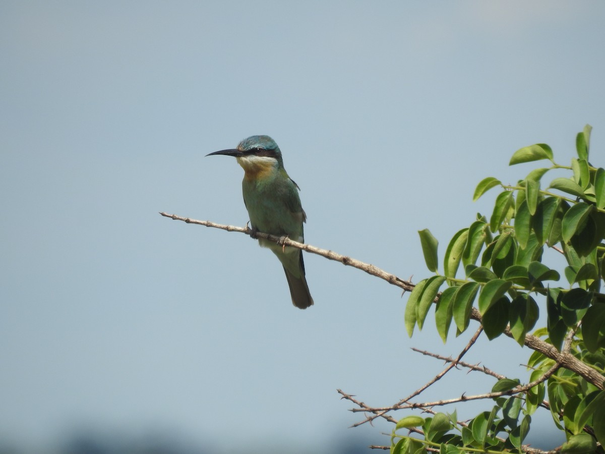 Blue-cheeked Bee-eater - ML646115693