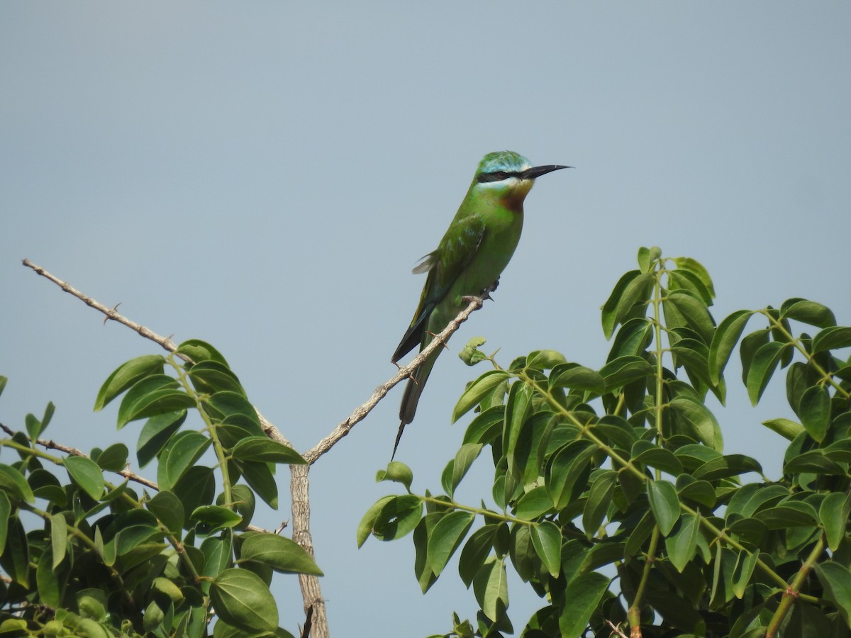 Blue-cheeked Bee-eater - ML646115694