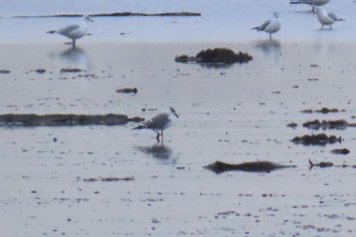 Laughing Gull - ML646115695